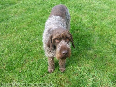 Griffon Korthals NINA Griffon Korthals NINA