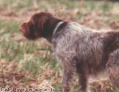 Griffon Korthals SERPETTE Griffon Korthals SERPETTE