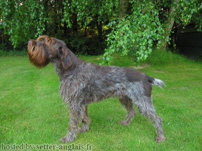 Griffon Korthals BOOSTER Griffon Korthals BOOSTER