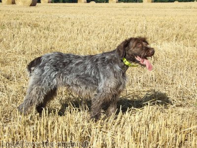 Griffon Korthals BAVIERE Griffon Korthals BAVIERE