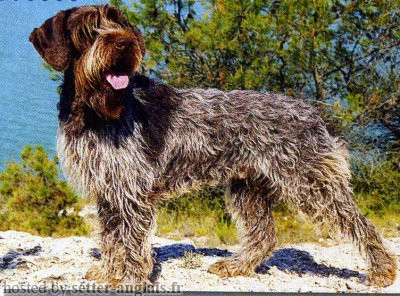 Griffon Korthals HURUS Griffon Korthals HURUS