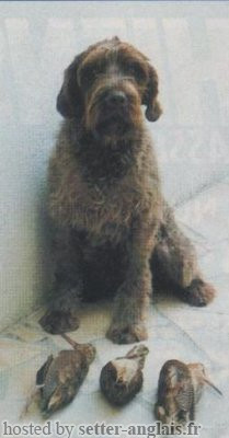 Griffon Korthals LINOTTE Griffon Korthals LINOTTE